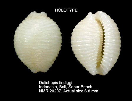 HOLOTYPE Dolichupis tindigei.jpg - HOLOTYPEDolichupis tindigeiFehse & Grego,2010